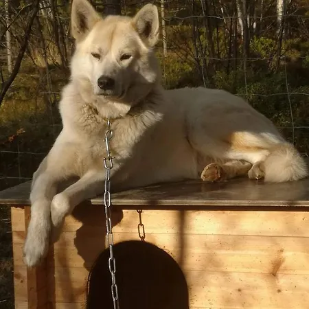 At Stengelesen Husky 度假居 *